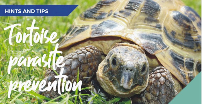 Tortoise Parasite Prevention in Wirral