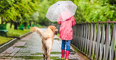 Everything You Need To Know About Walking Your Dog In The Rain
