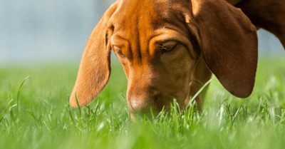 Springtime Allergies in Pets: Symptoms and Treatments