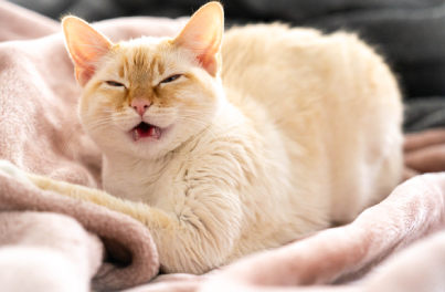 Sneezing cats: Hay fever or something else? 