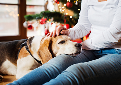 The best products you need for your senior pet this Christmas
