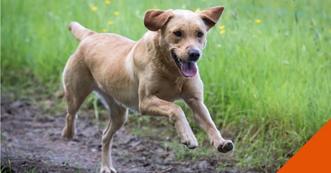 How to help your itchy dog in the Wirral