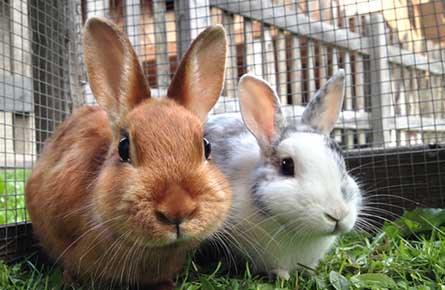 Rabbit Dental Care in Bebington, Heswall and Wallasey