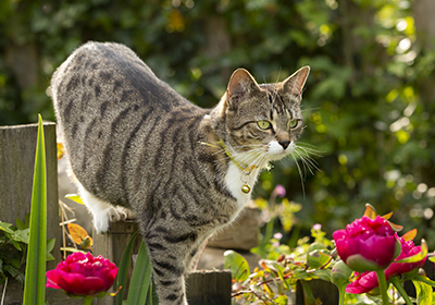 Lily poisoning: Protecting your pets from a hidden danger