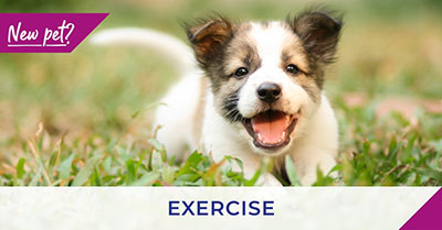 Exercising your puppy and kitten