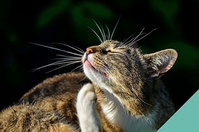 Flea, tick and worm prevention for cats