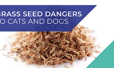Grass seed dangers to cats and dogs