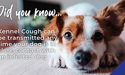 Protect your dog against Kennel Cough 