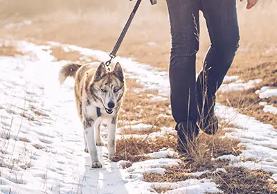 Festive Food for Pets: Dos and Don'ts