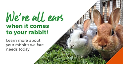 We’re all ears when it comes to your rabbit