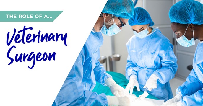 The role of a veterinary surgeon in Wirral